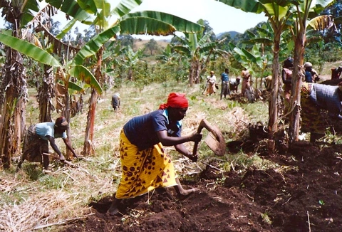 Bokɛnɛ lemte nshii