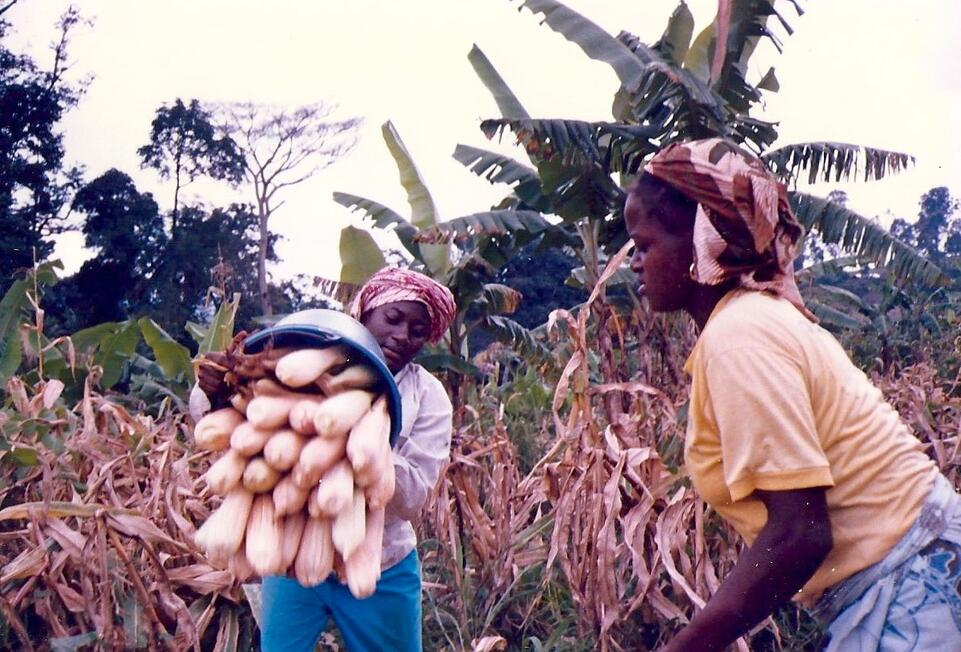 Corn Harvesting